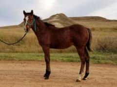 Whiskey Up Shang JW <BR> AQHA 5956042